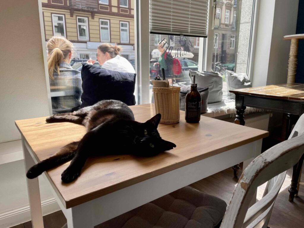 Katers Köök Katze auf dem Tisch