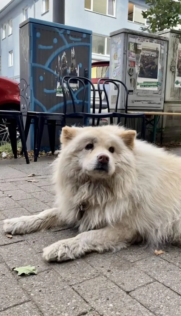 Prinzessin Eisbär Mochi