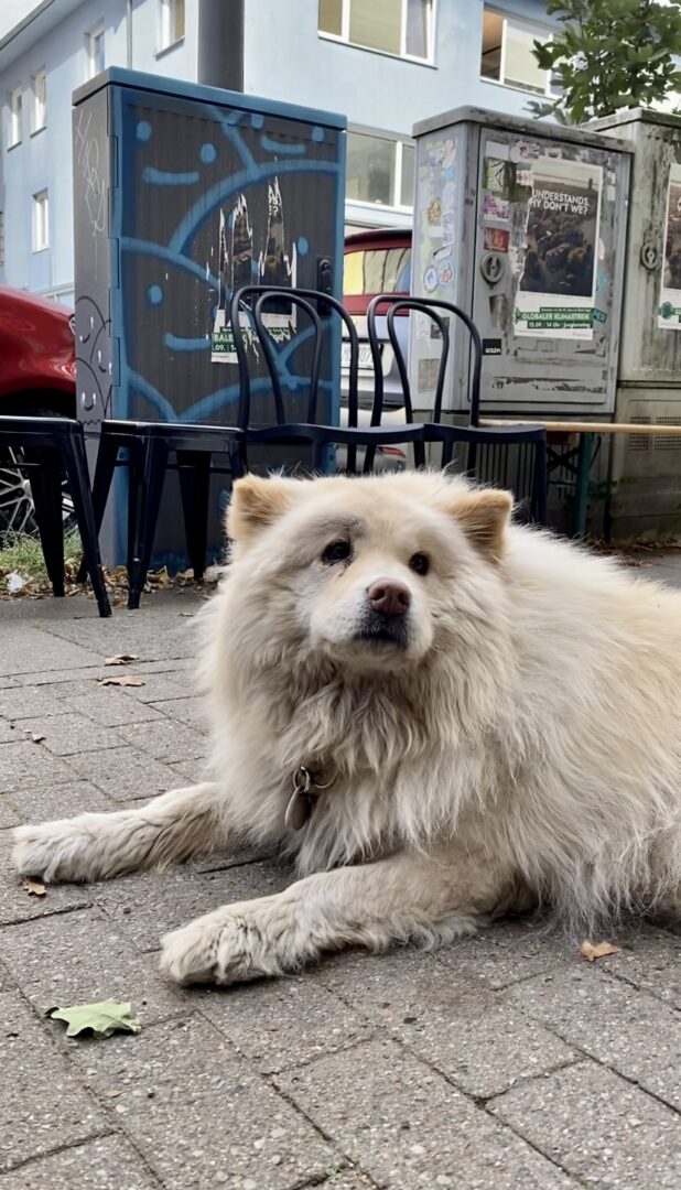 Prinzessin Eisbär Mochi