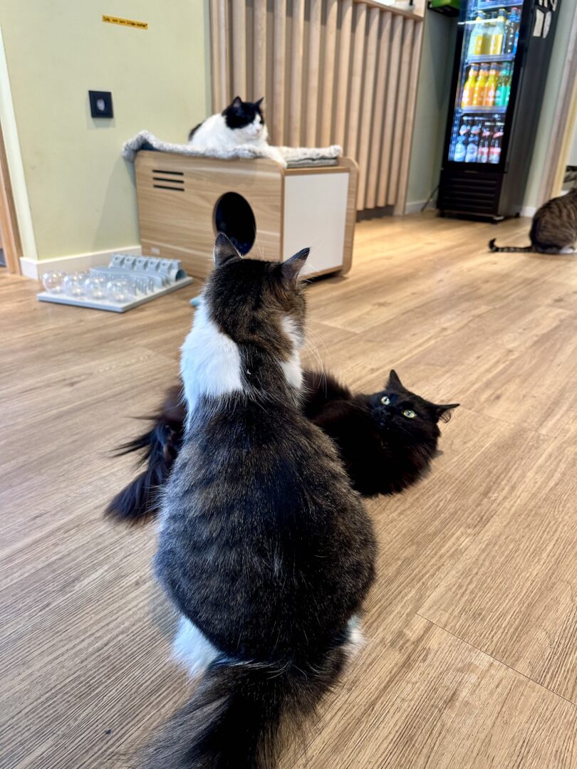 Katzentempel Katzen