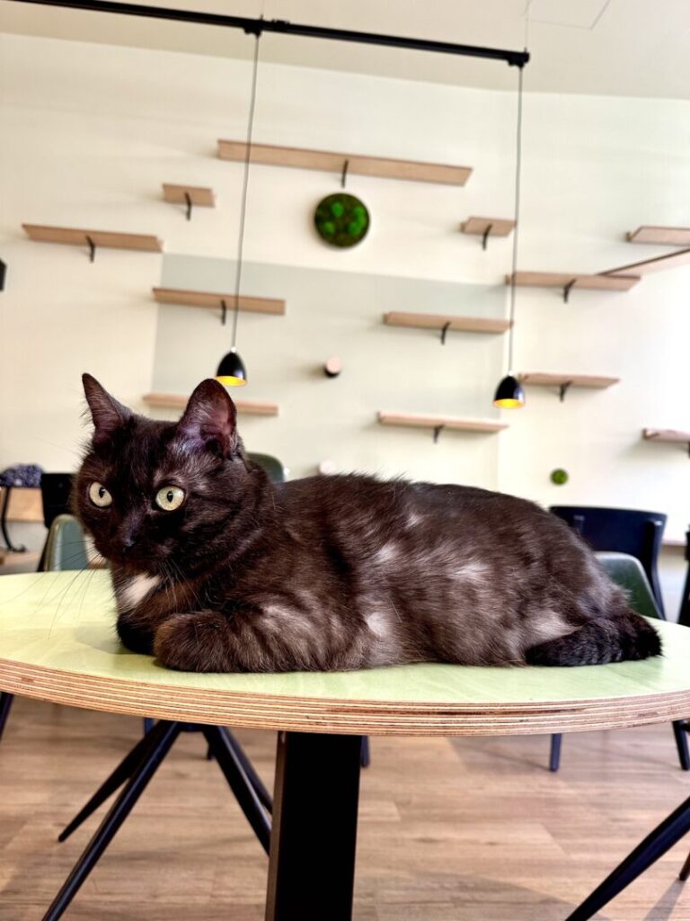 Katzentempel Katze auf Tisch
