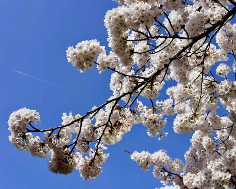Kirschblüten Hamburg