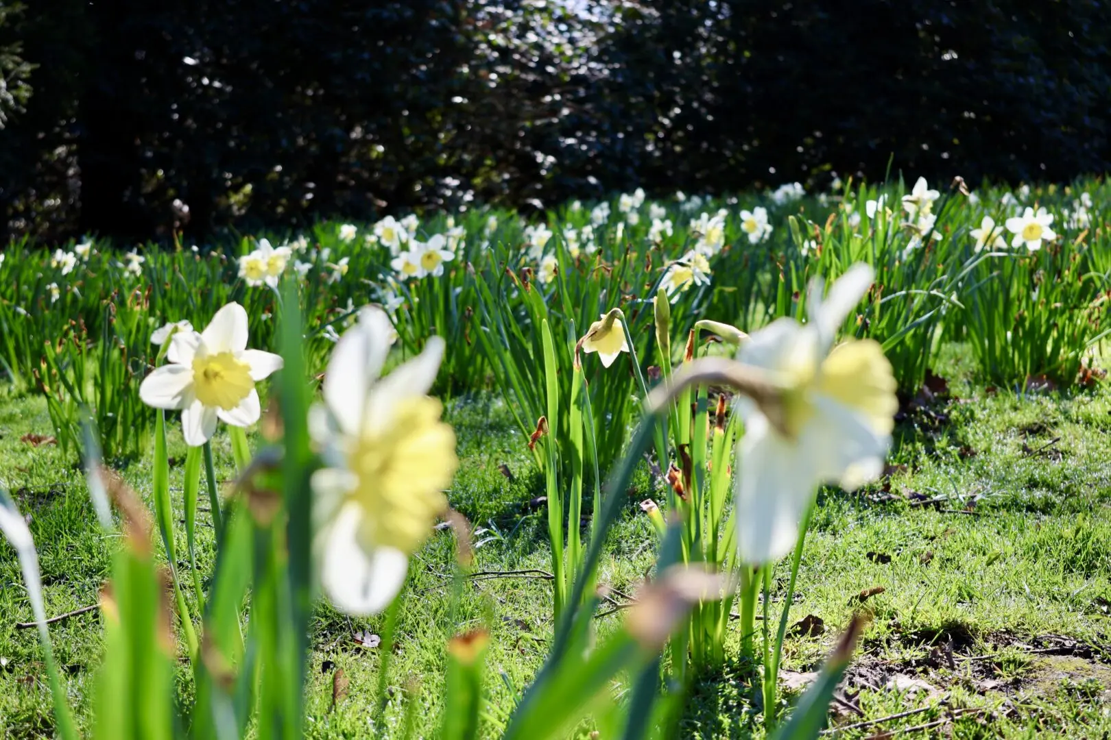 Stadtpark Blumen