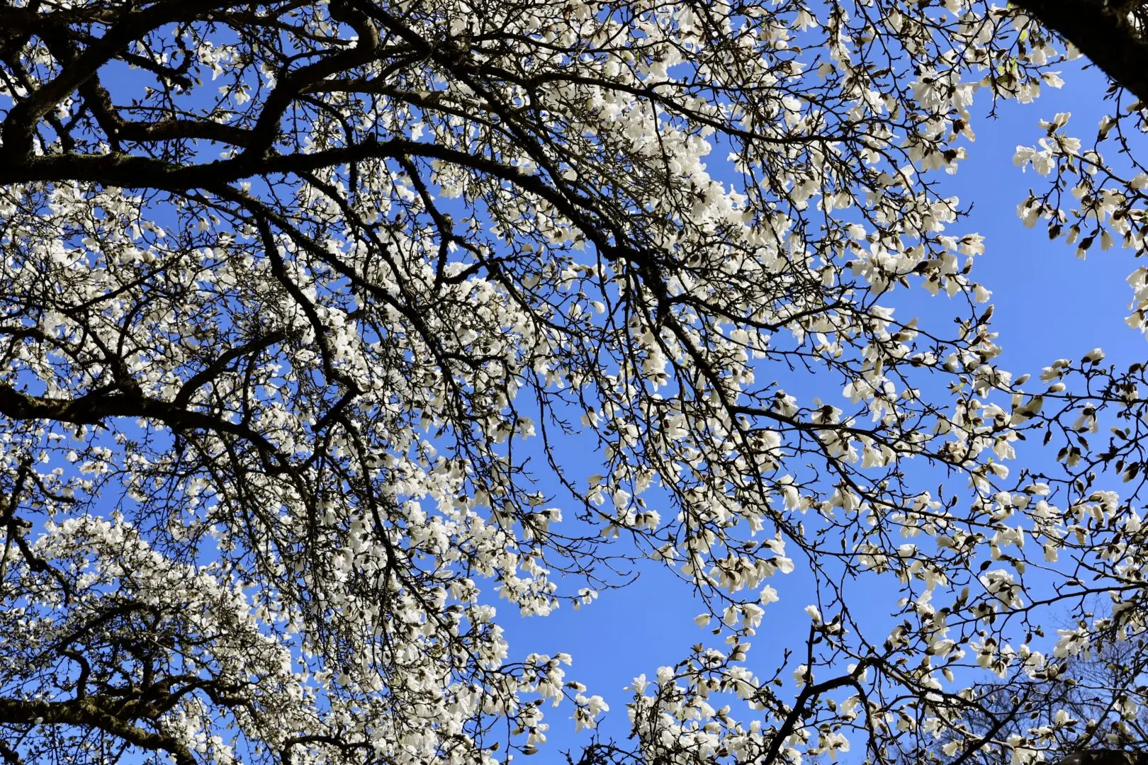 Stadtpark Magnolien